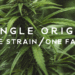 What is Single-Origin Hemp and why does it matter?